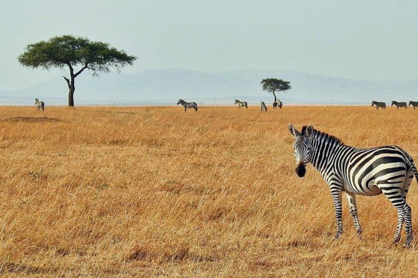A zebra in a dry grass field with trees and other zebras in the background. 2