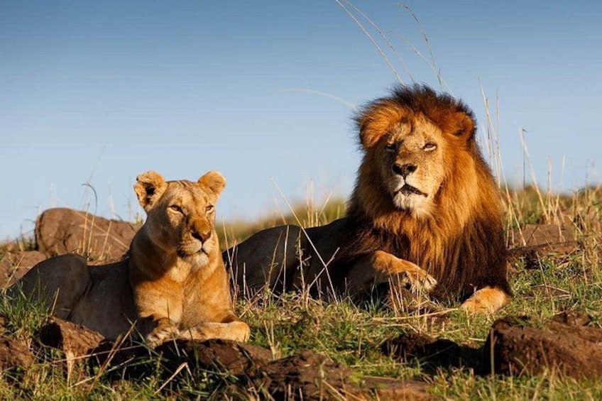 A lion and a lioness resting on the ground with grass and rocks in the background. 4