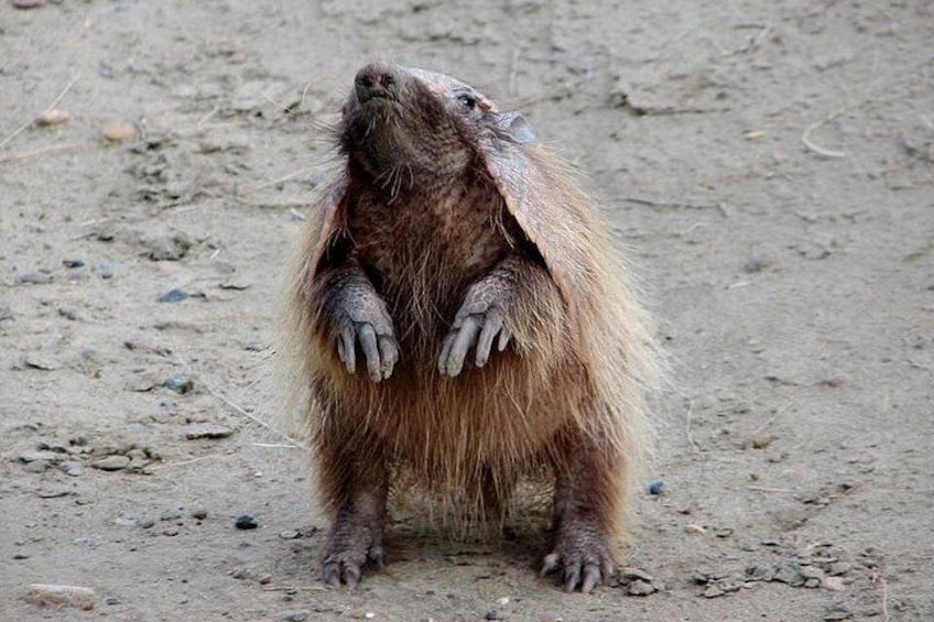 A beaver with its front paws raised, standing on a dirt ground. 1