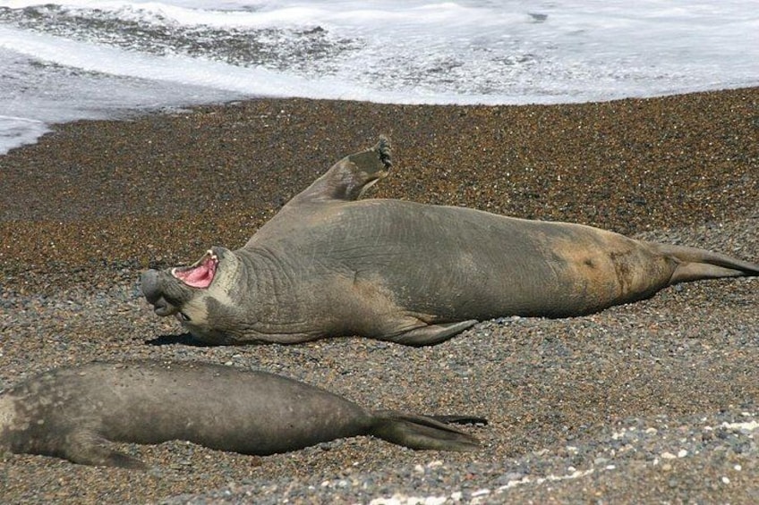 A seal lying on a pebbly beach with waves in the background. 3
