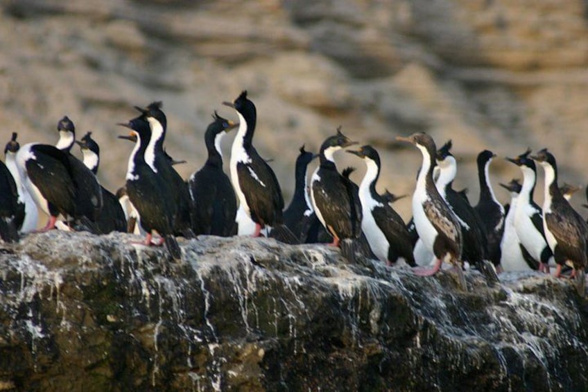 A group of birds perched on a rocky surface. 2