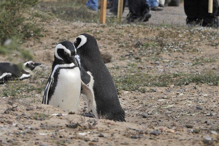 Two penguins on a rocky terrain with sparse vegetation. 5