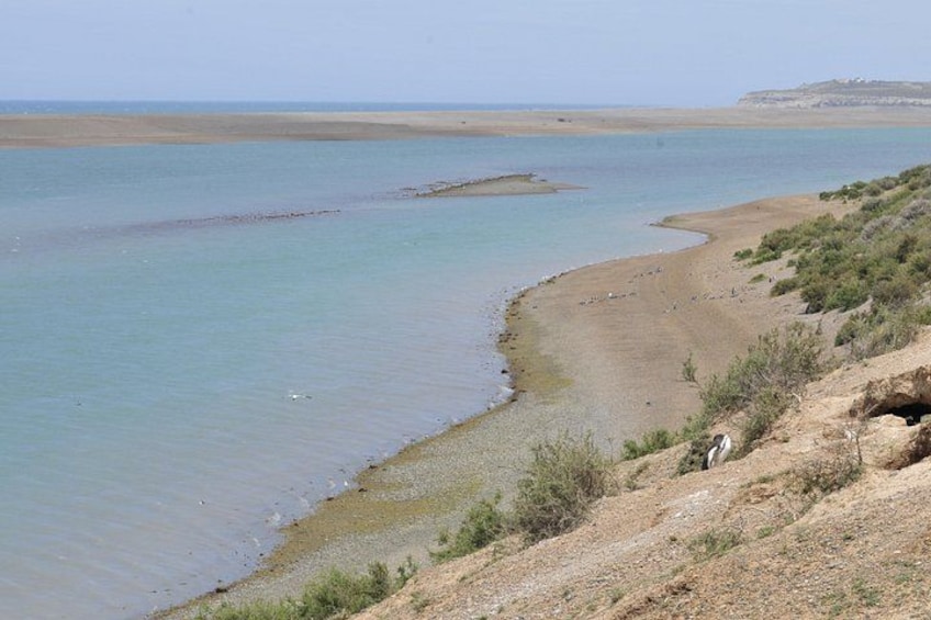 A coastal landscape with a sandy beach, calm water, and sparse vegetation. 4