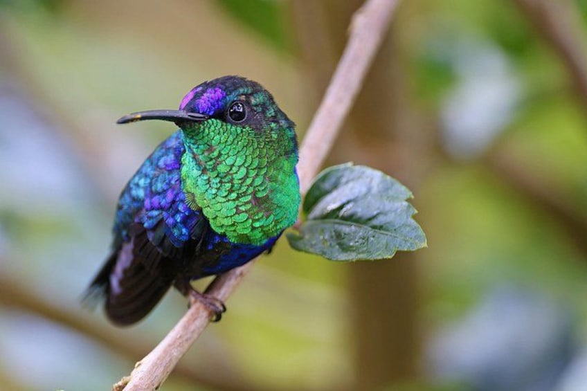 A hummingbird perched on a branch with green leaves. 2
