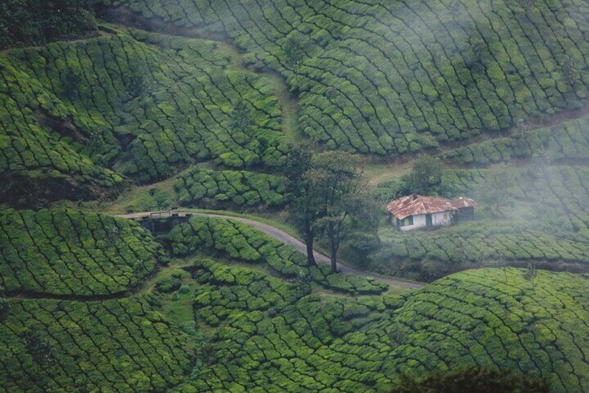 Tea Gardens, Munnar