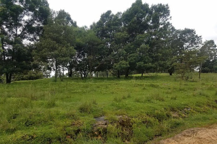 A grassy field with trees and a dirt path. 1