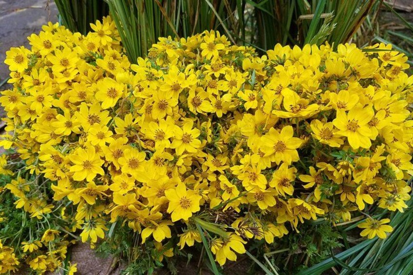 A dense cluster of yellow flowers with green foliage. 3
