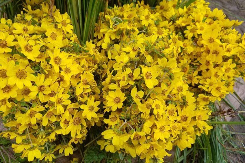 A dense cluster of yellow flowers with visible green foliage. 2