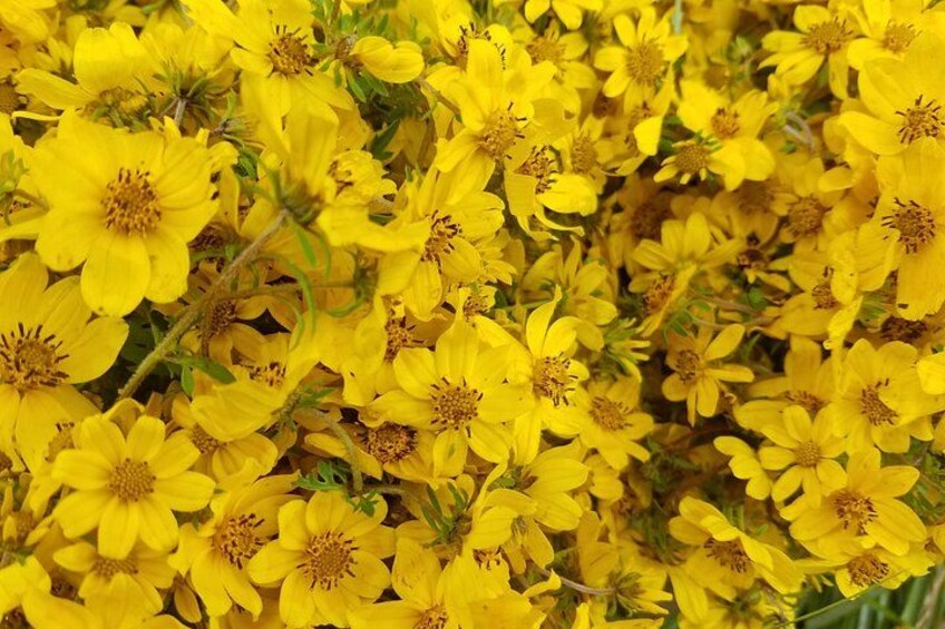A dense cluster of yellow flowers with visible green foliage. 4