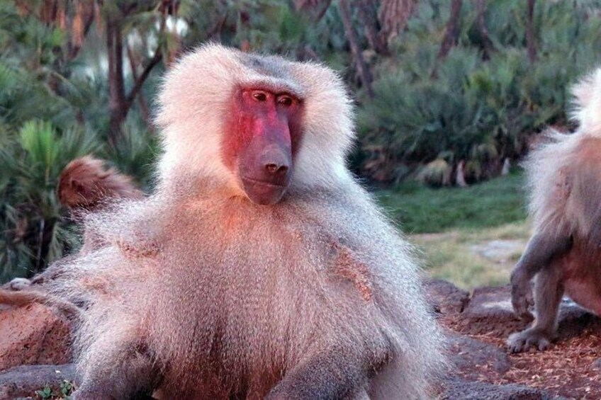 2 Days Wildlife Safari to Awash National Park 1