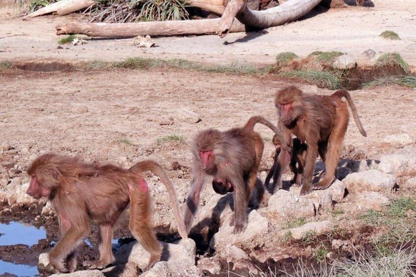 2 Days Wildlife Safari to Awash National Park 2