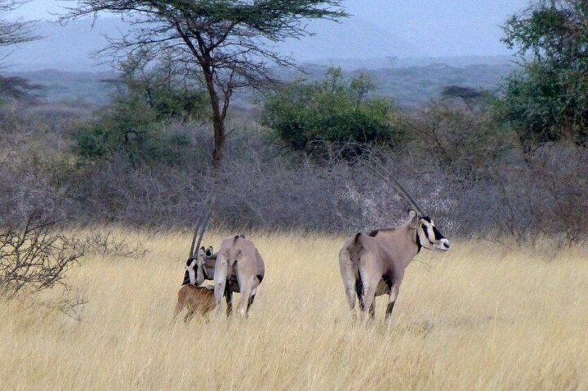 2 Days Wildlife Safari to Awash National Park 2