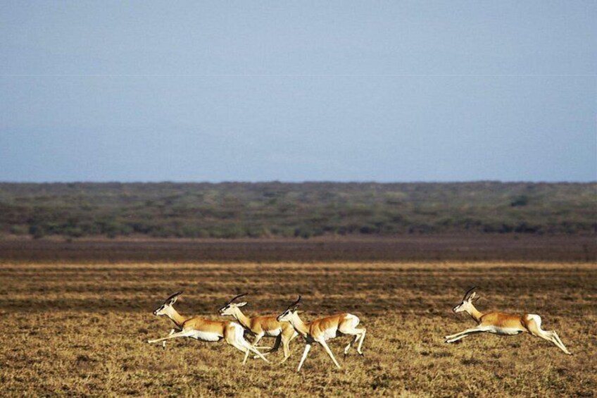 2 Days Wildlife Safari to Awash National Park 3