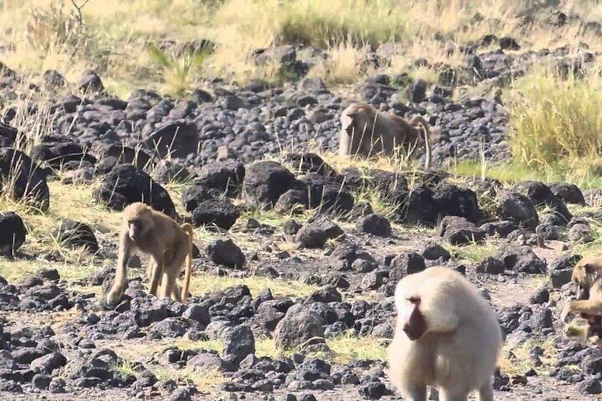 2 Days Wildlife Safari to Awash National Park 5