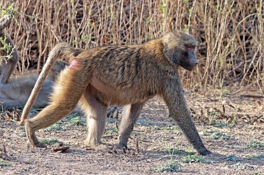 2 Days Wildlife Safari to Awash National Park 4