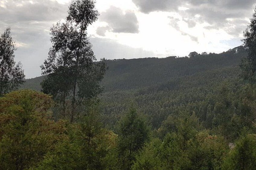 Ein dichter Wald mit hohen Bäumen und einer hügeligen Landschaft. 1