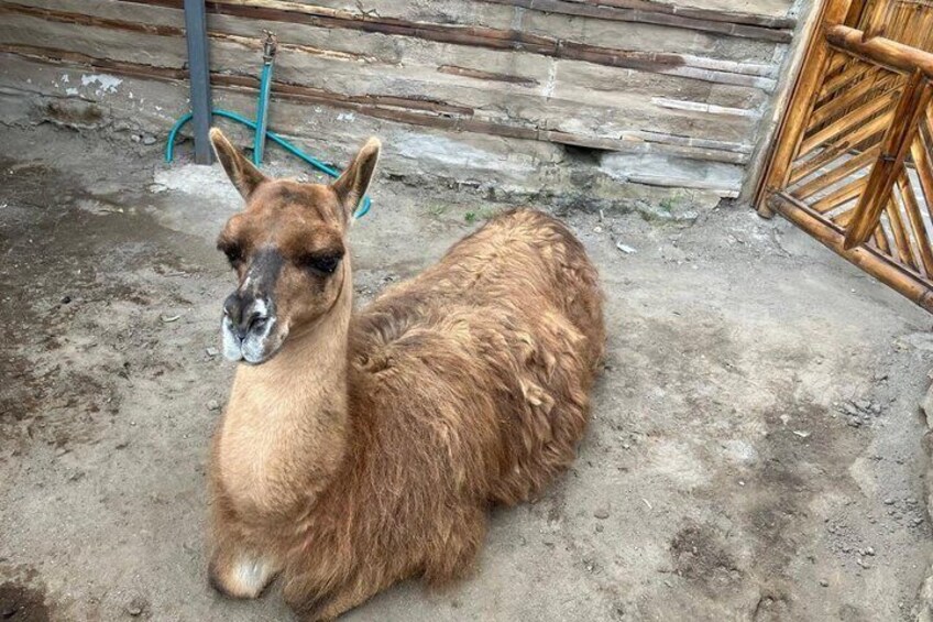 A llama lying on a concrete surface with a wooden fence and a gate in the background. 4
