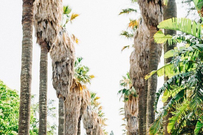 Tall palm trees with dried fronds, surrounded by lush green foliage. 2