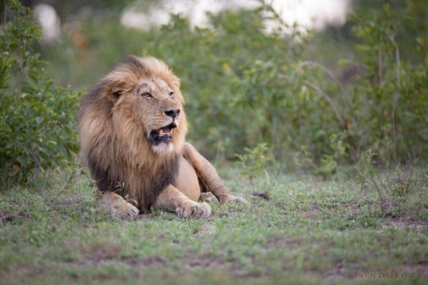 A lion lying in a grassy area with dense vegetation in the background. 2