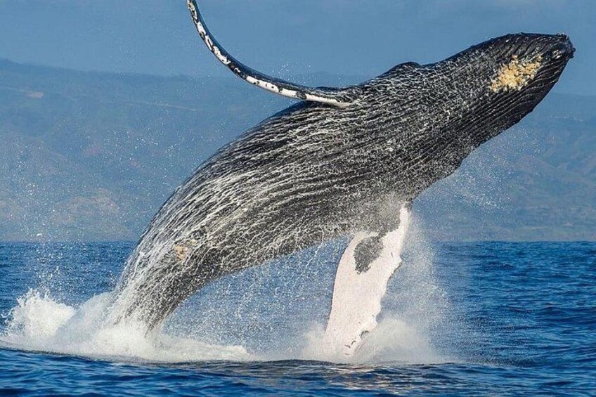 Een walvis springt uit het water met een plons. 5