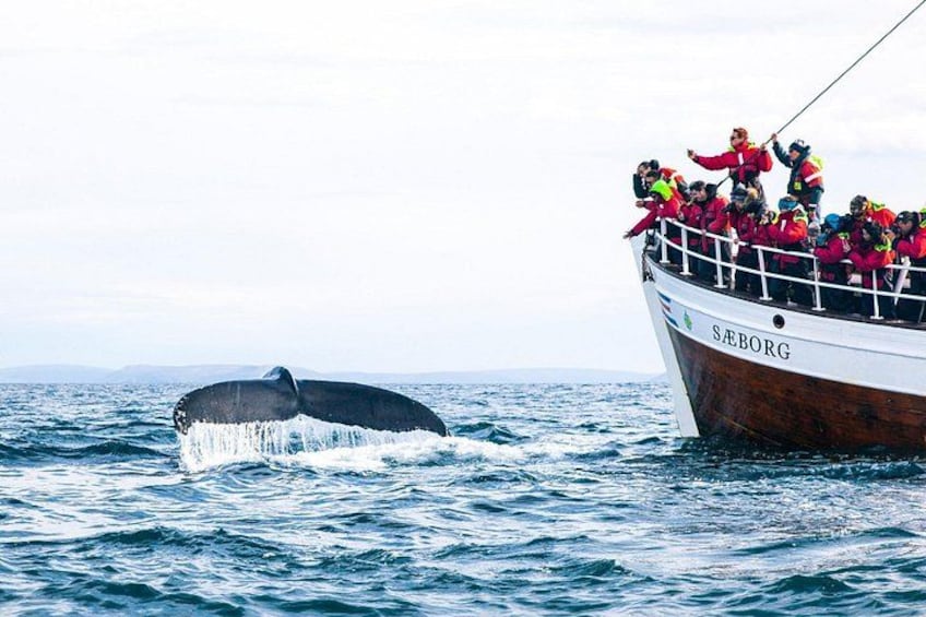 Een boot genaamd 'SABORG' met mensen op het dek die de staart van een walvis bekijken. 2