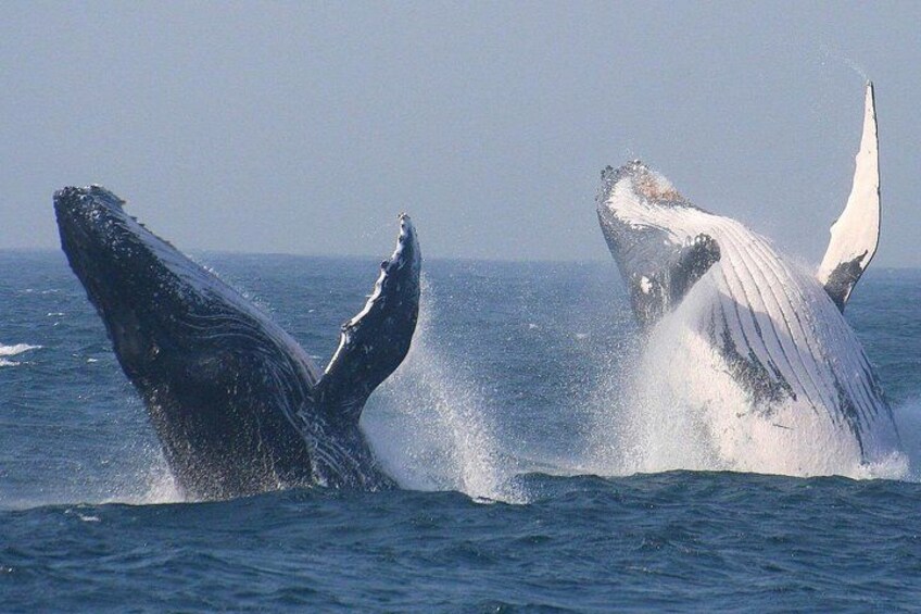 Dos ballenas emergiendo del agua. 1