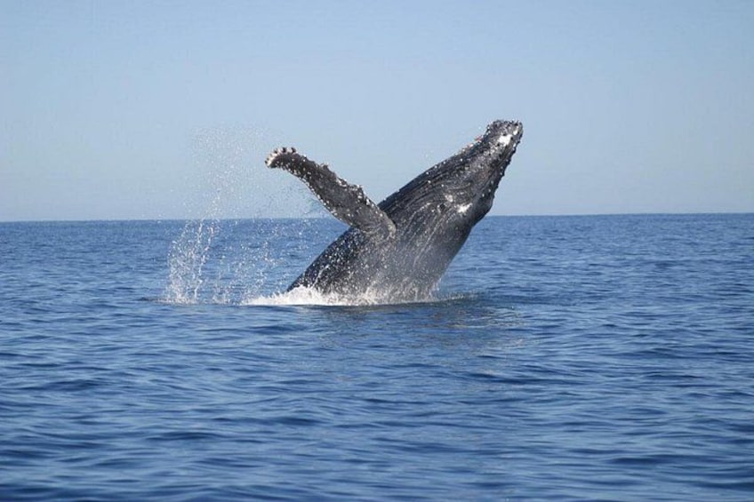 Een walvis springt uit de zee. 3