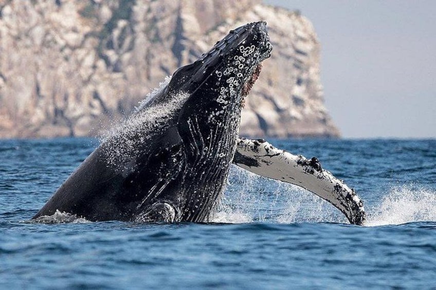 Een walvis springt uit het water, met de staartvin boven het oppervlak zichtbaar. 4