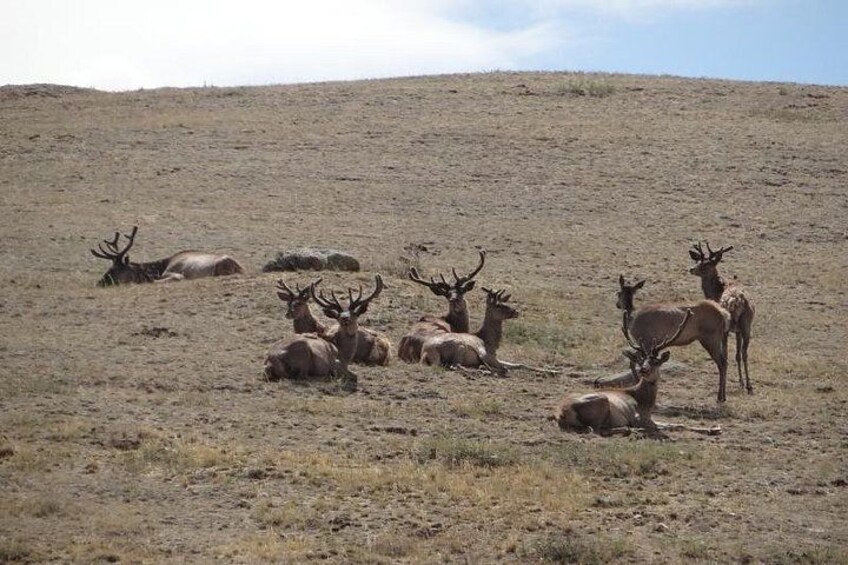 Khustai National Park 4