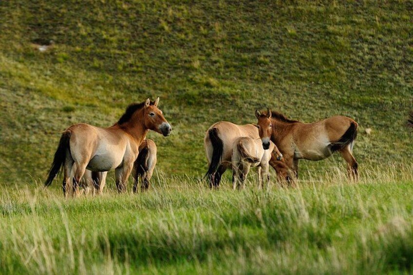 Takhi wild horse - Khustai National Park 3