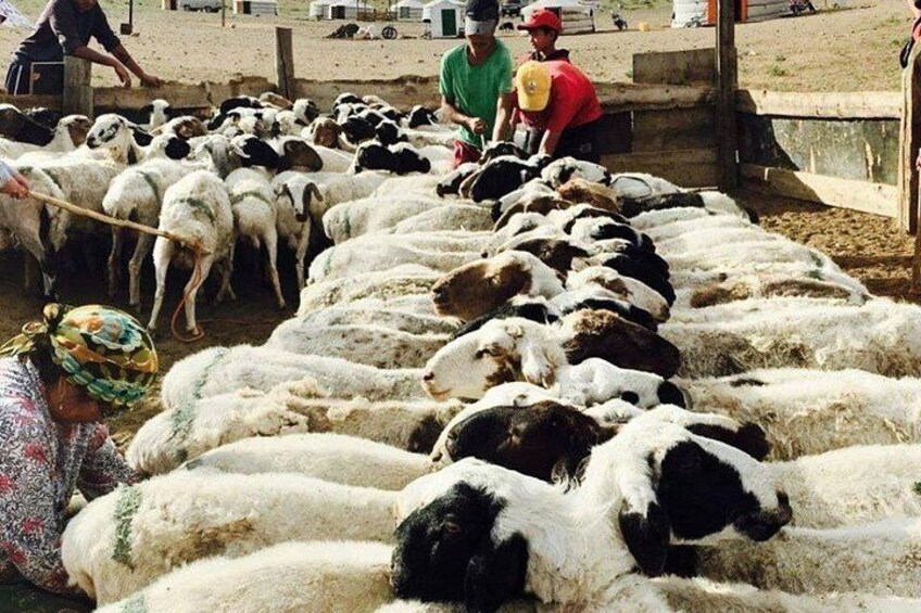 Sheeps 5