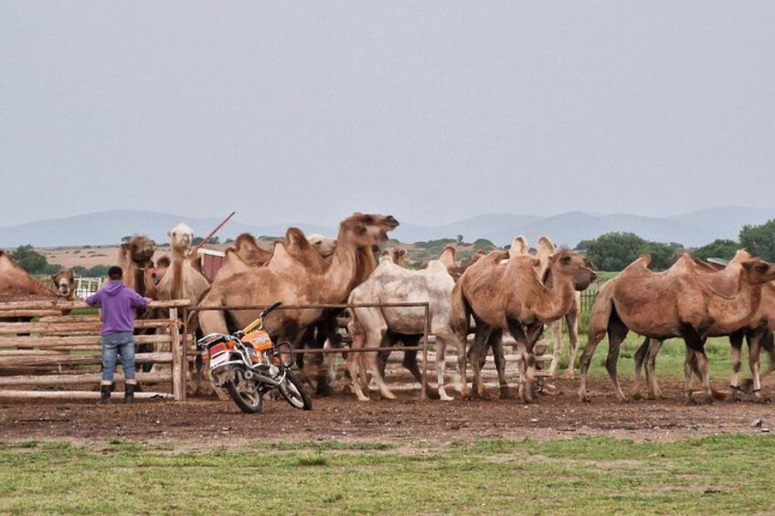 2D,1N Gobi desert and Old city Kharkhorum stay with Nomadic family 3