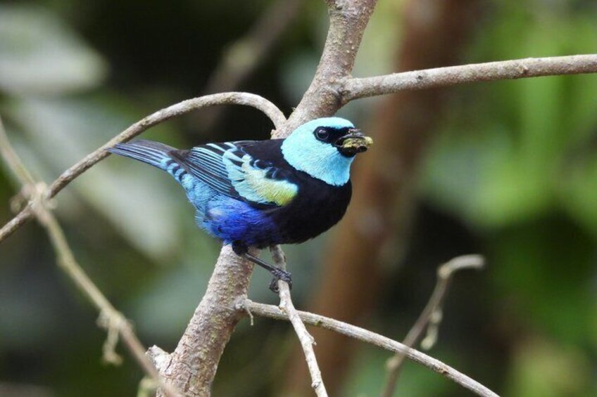 Un ave con plumaje azul y amarillo posada en una rama. 2