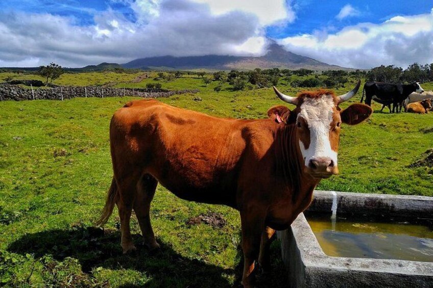 Pico Island Route 2