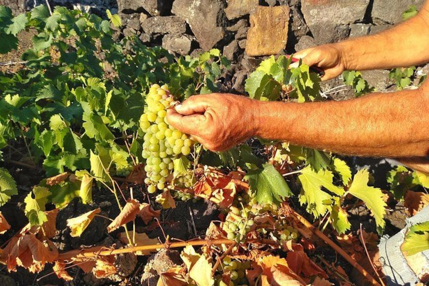 Une personne récoltant des raisins verts sur une vigne dans un vignoble. 5