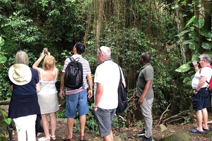 Un grupo de personas de pie observando un bosque frondoso. 1