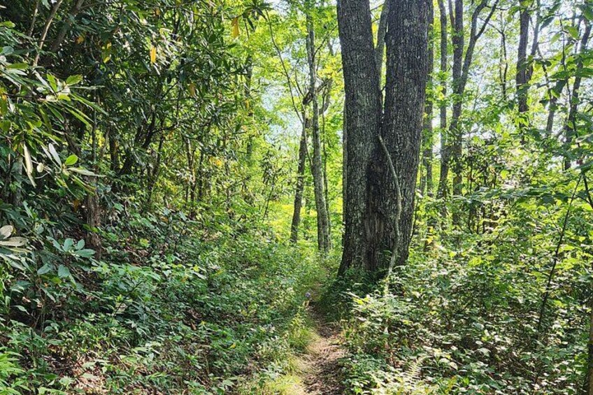 Privately Guided Half Day Hike 4