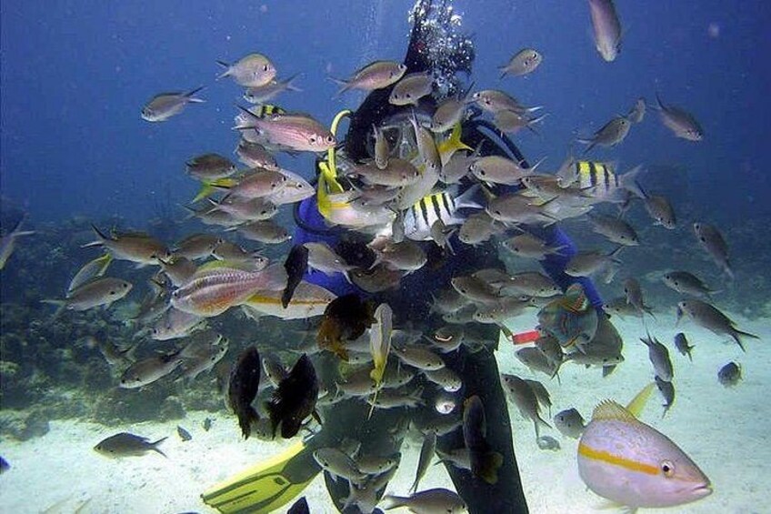 Snorkeling at the Coral Gardens in Soufriere 5