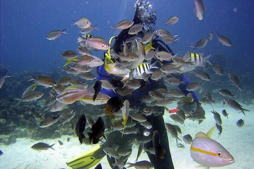 Snorkeling at the Coral Gardens in Soufriere 2