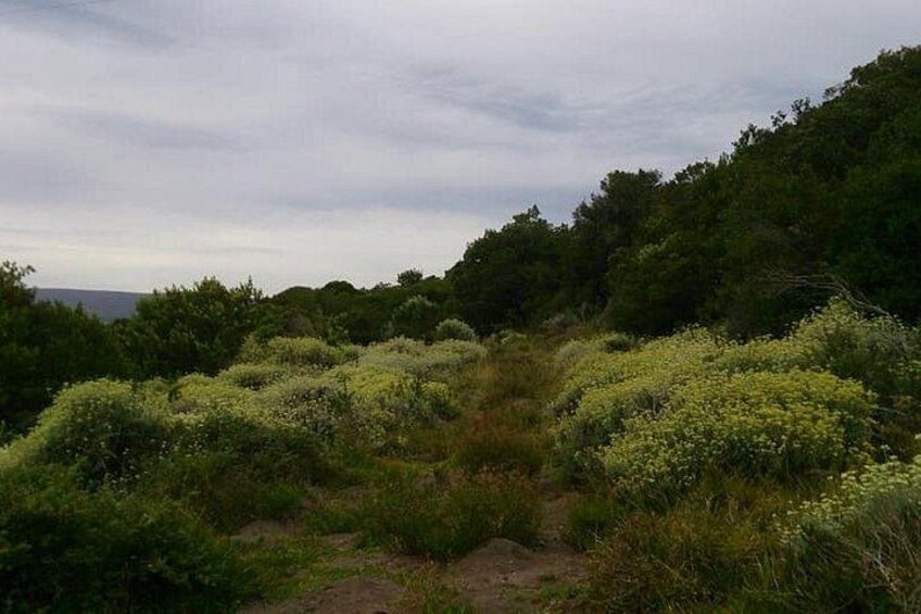 A natural landscape with dense shrubbery and a dirt path. 4