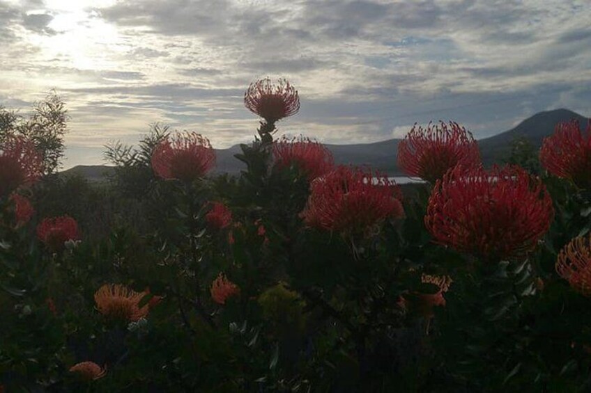 Protea Pincushions