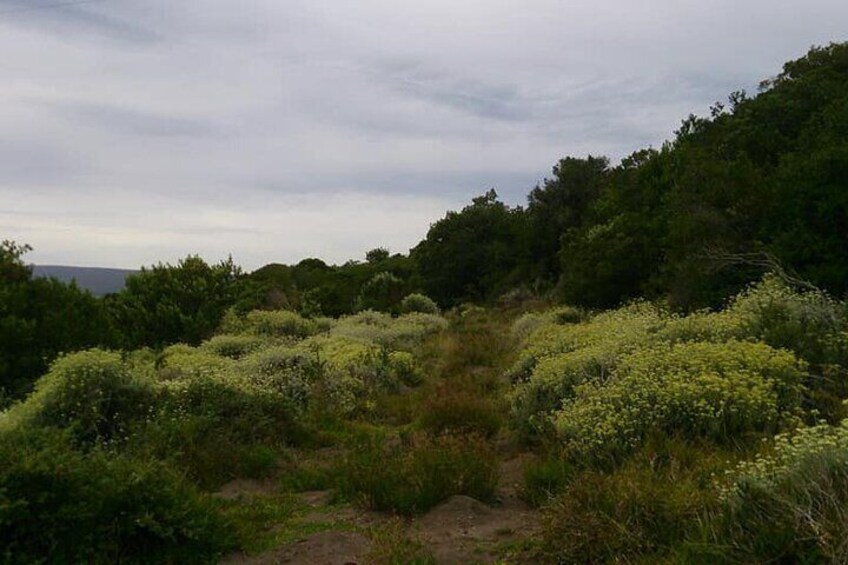 Fynbos covered mountains
