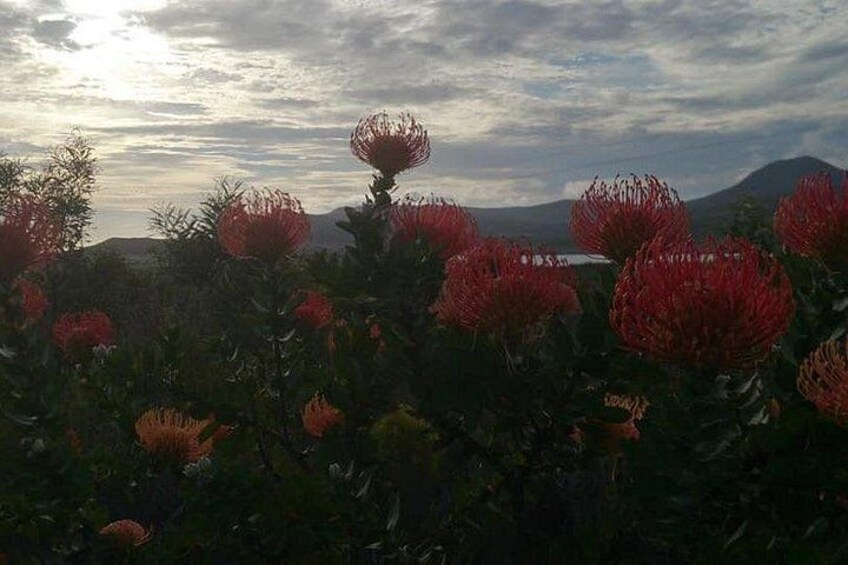 A field of red Protea flowers with a mountain in the background. 5