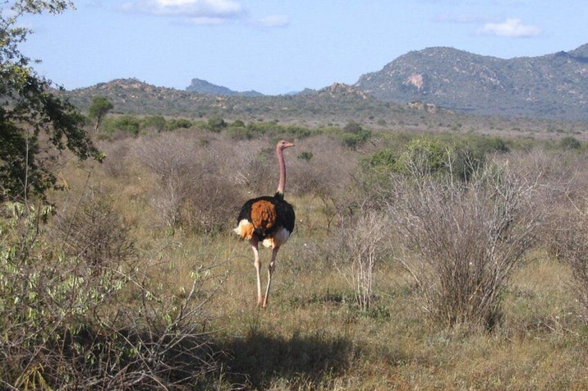 Un struzzo in una savana erbosa con cespugli radi e colline lontane. 1