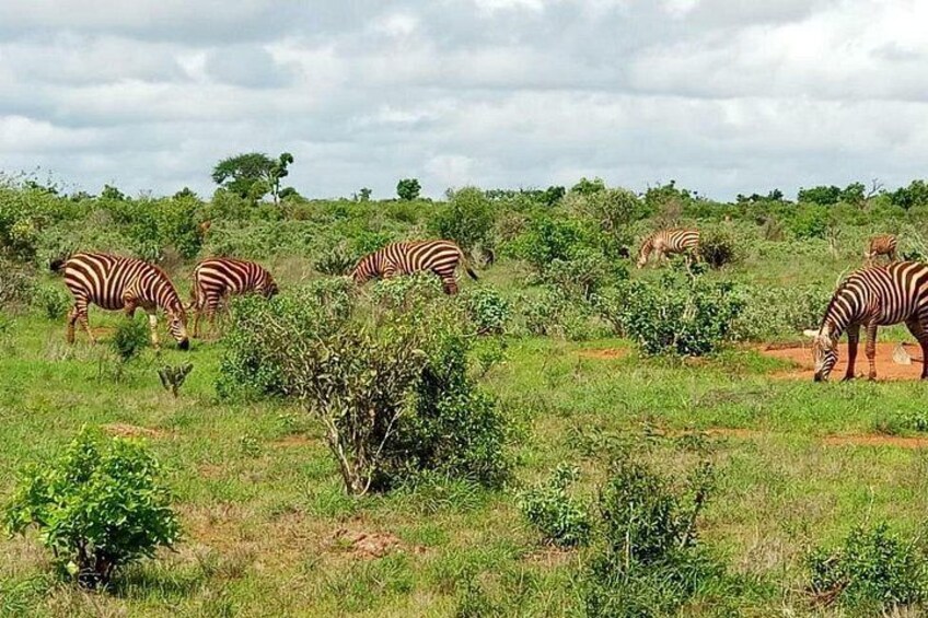Zebra che brucano in un campo erboso con alberi sullo sfondo. 4