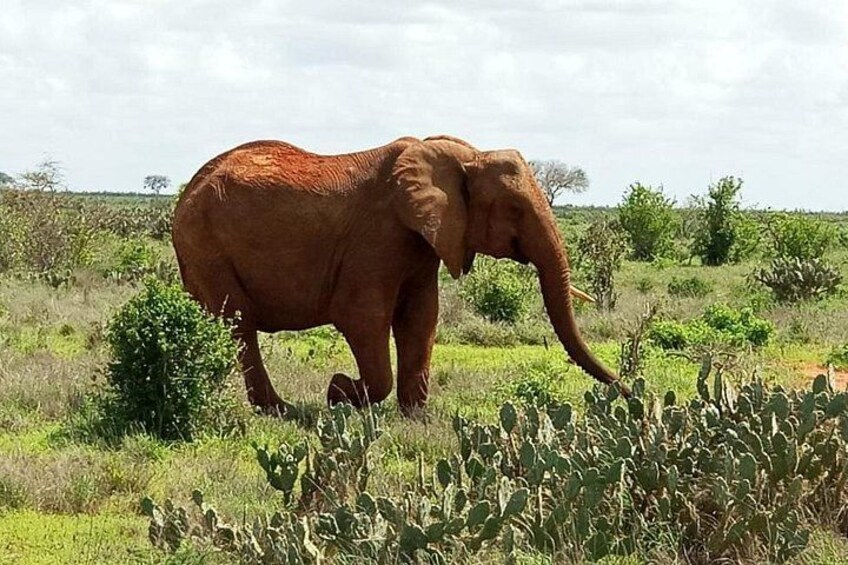 Un elefante in un prato erboso con pochi alberi e cespugli. 5