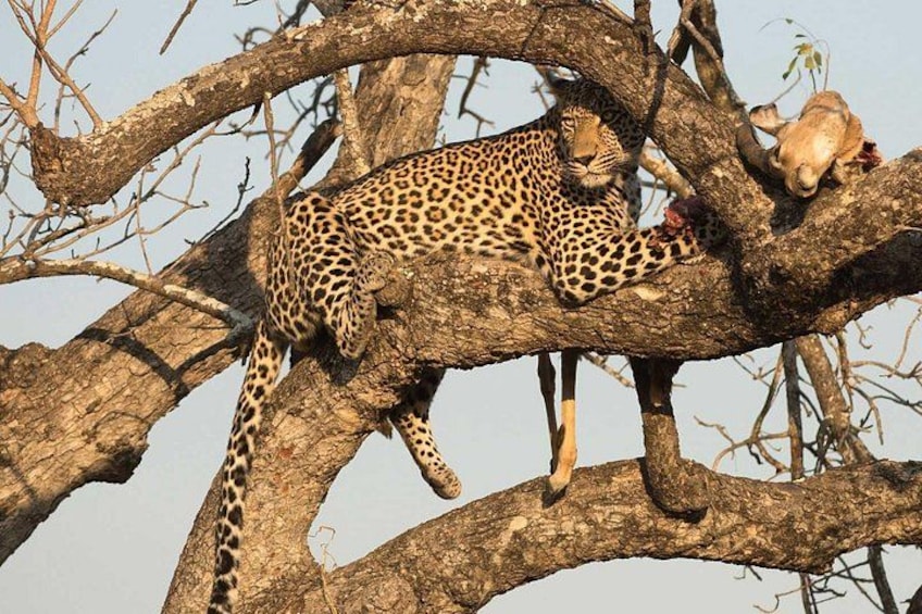 Un léopard se reposant sur une branche d’arbre. 1