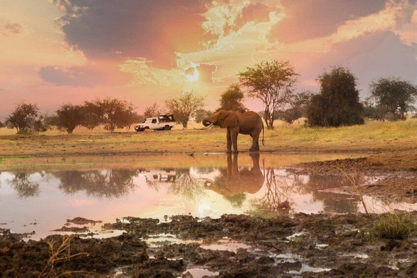 En elefant nära en vattenplats, med en lastbil i bakgrunden. 2