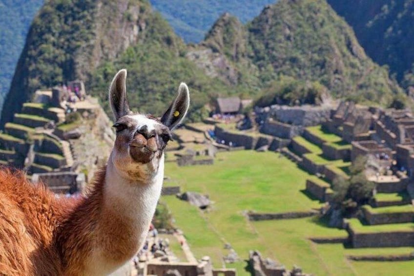 A llama in front of Machu Picchu ruins. 4