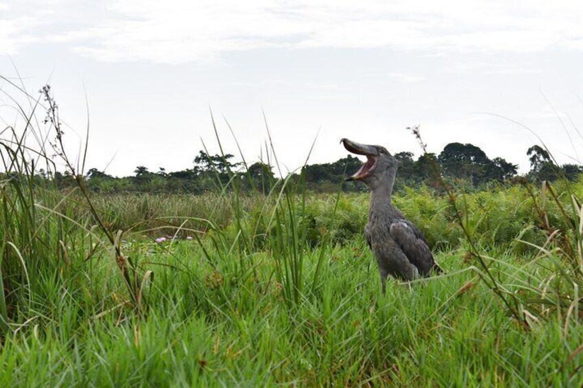 A bird standing in tall grass with its beak open. 1